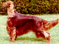 Oh look Dad! An irish setter!