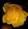 A yellow 'by any other name?'