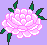 [Chrysanthymum (scanned)]