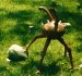 Glommer - Tribble Predator