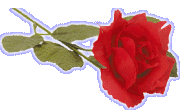 Long-Stemmed Rose