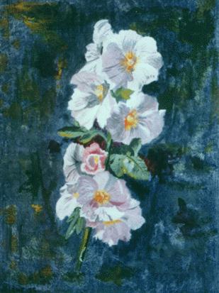 Hollyhock