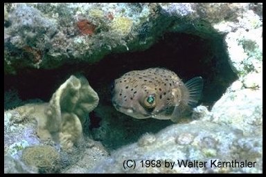 Schnorcheln auf St. Kitts