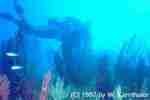 Red Sea Fans