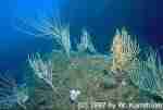 yellow Sea Fan
