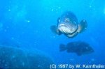 Dusky Grouper