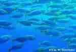 Sea Breams
