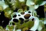 Dark Pointed Dorid