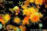 Yellow Cup Coral