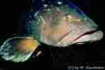 Dusky Grouper