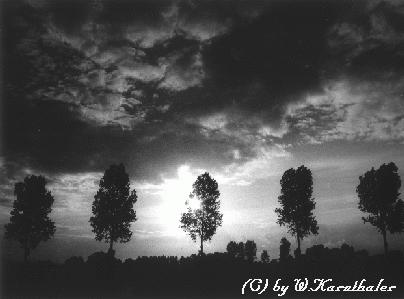 Trees