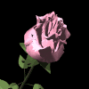 (c) Eclipse Digital Imaging