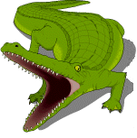 Alligator