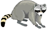 Raccoon