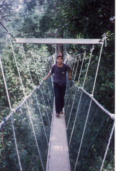 cek_canopywalk.jpg (36456 bytes)