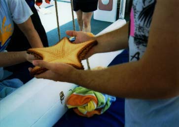 Check out that STARFISH!