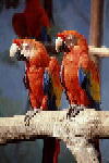 Photo of bird in Thailand.