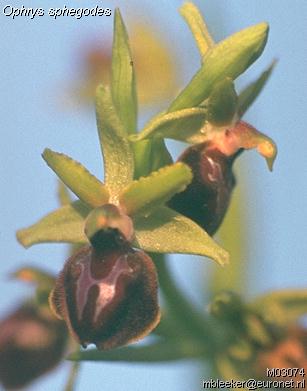 Early Spider Orchid by Marco Bleeker