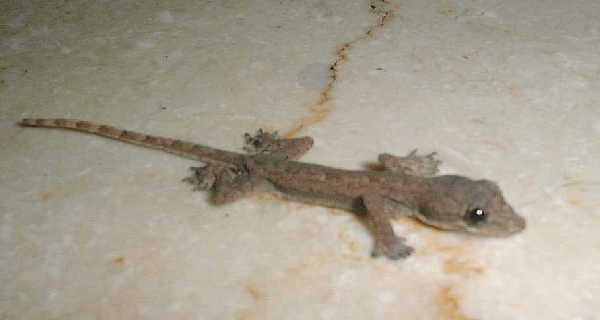 gecko6