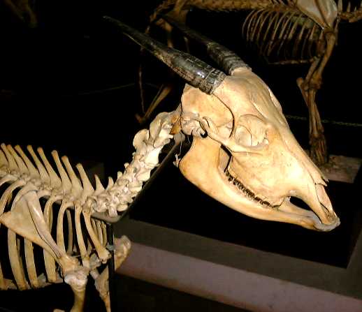 SKELETON1
