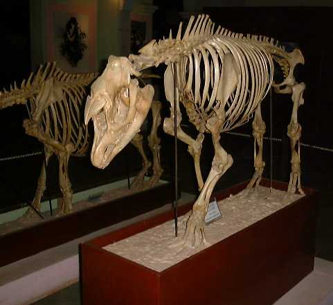 tapir2