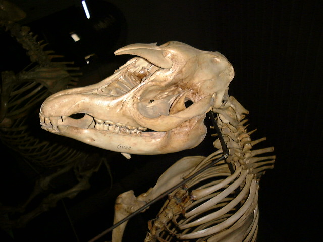 tapir3
