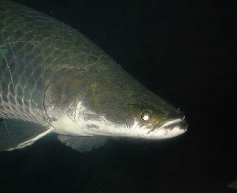 arapaima
