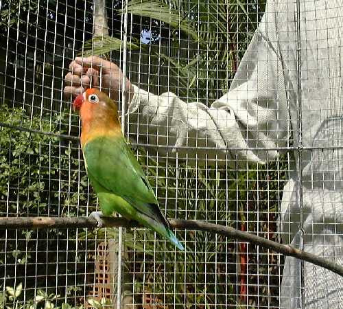 bird1