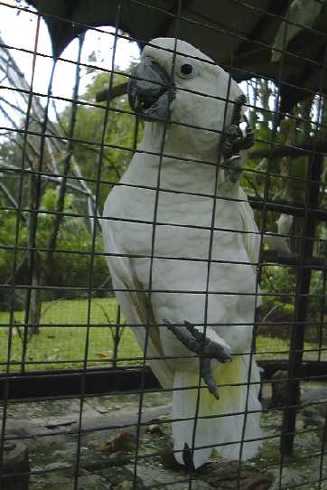cock1