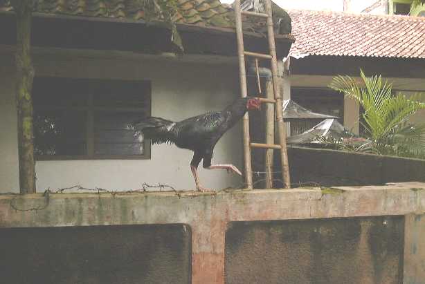 cockerel1