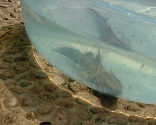 fish1
