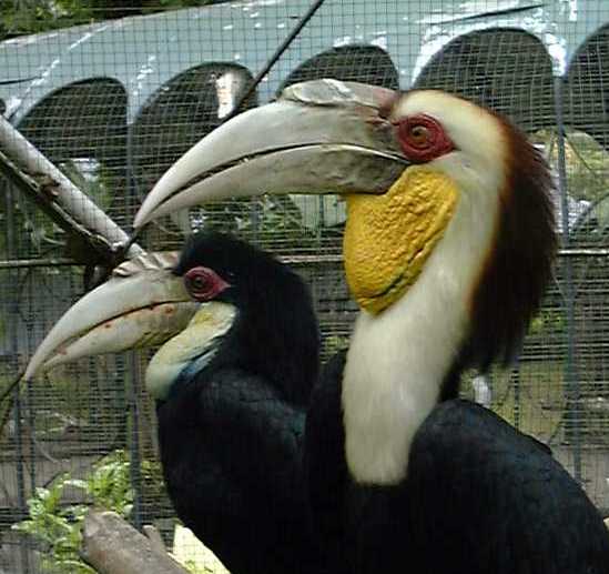 hornbill1