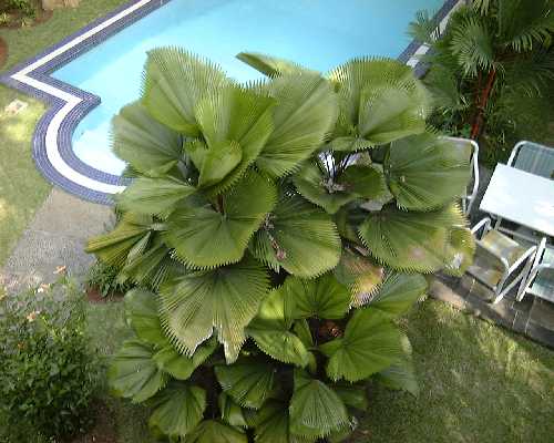 plant