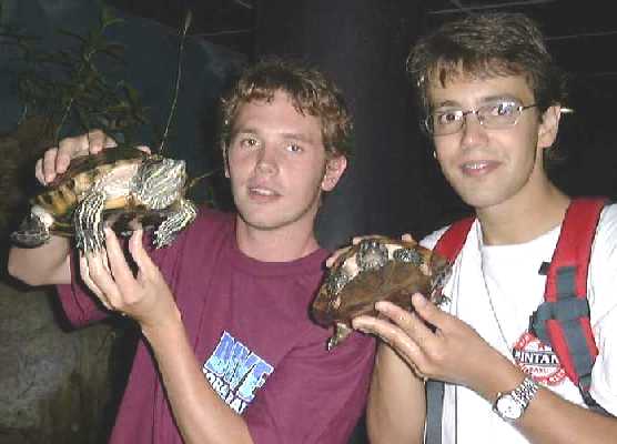 turtles1