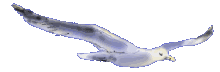sseagull.gif (24642 bytes)