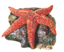 starfishtr.gif (4212 bytes)