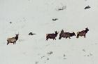 Elk