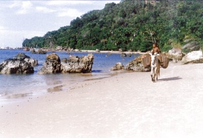 gamboa.jpg (26819 bytes)