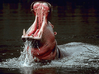 Hippopotamus