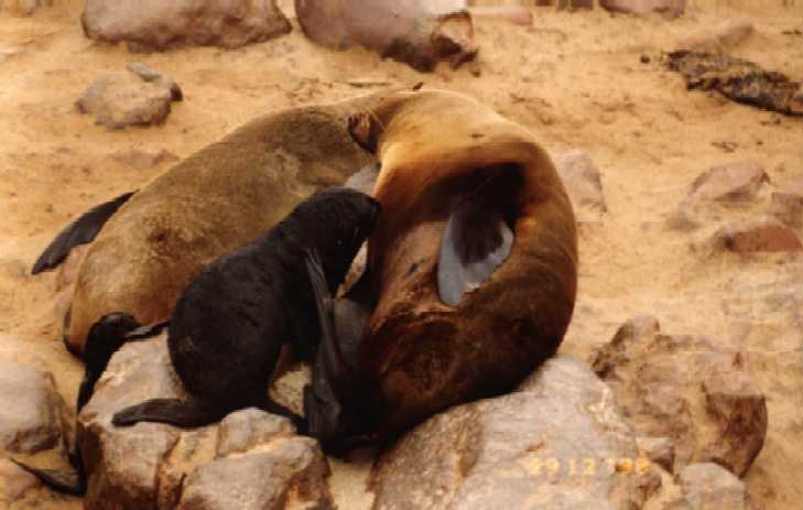 cape fur seals mom and kid