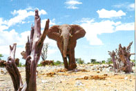 Etosha National Park