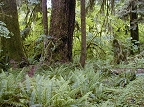 Hoh Rain Forest