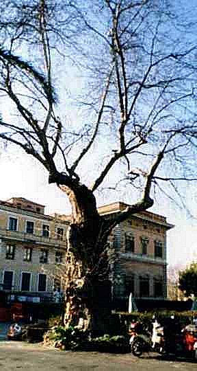 an ancient olive tree inside the American Embassy compound