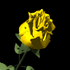 (c) Eclipse Digital Imaging