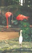 Flamingos in their open santuary ... facing McDonald's