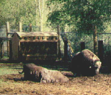 ani11.jpg (21085 bytes)