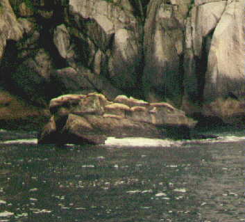 ani12.jpg (17527 bytes)