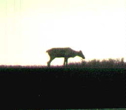 ani8.jpg (4235 bytes)