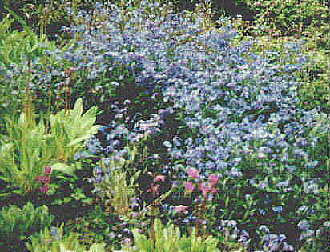 flower1.jpg (27542 bytes)