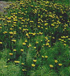 flower2.jpg (16844 bytes)
